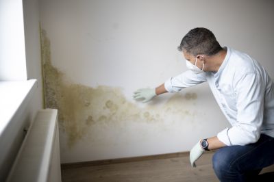 Mold Remediation Experts